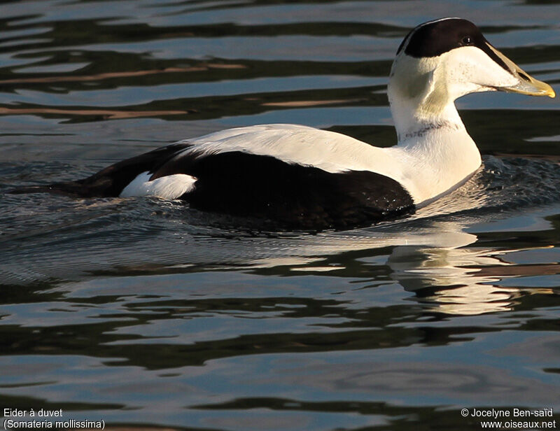 Common Eider male adult