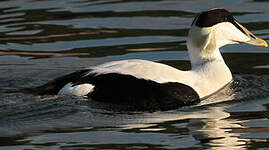 Eider à duvet