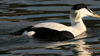 Common Eider