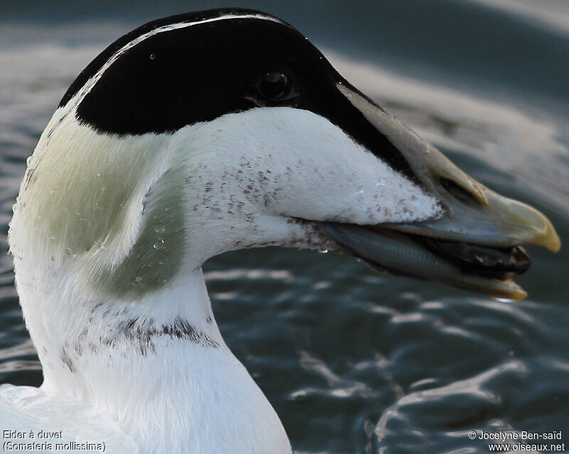 Common Eider male adult