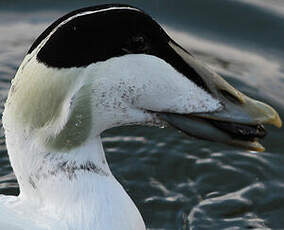 Eider à duvet