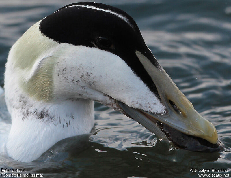 Eider à duvet mâle adulte