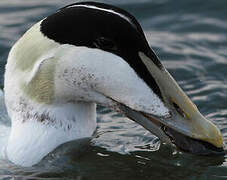 Common Eider