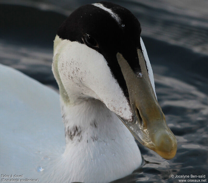 Common Eider male adult