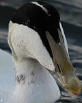 Eider à duvet