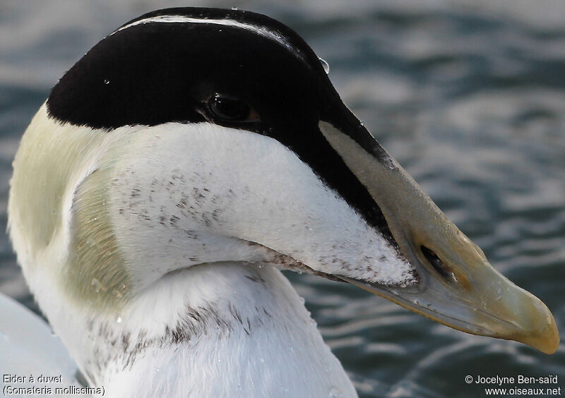 Eider à duvet mâle adulte