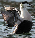 Eider à duvet