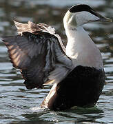 Common Eider