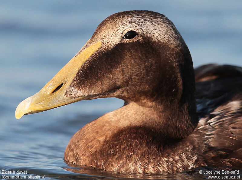 Eider à duvet mâle adulte internuptial