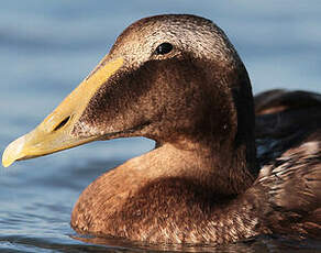 Eider à duvet