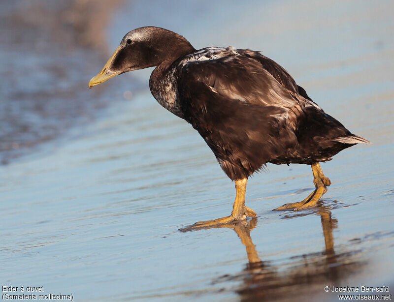 Common Eider male adult post breeding