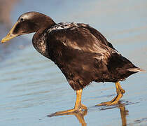 Common Eider