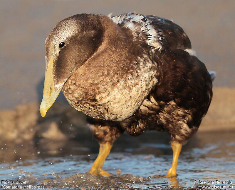 Eider à duvet mâle adulte internuptial