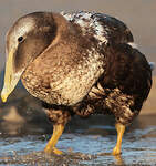 Eider à duvet