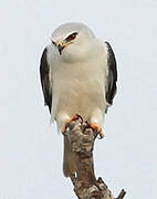 Black-winged Kite