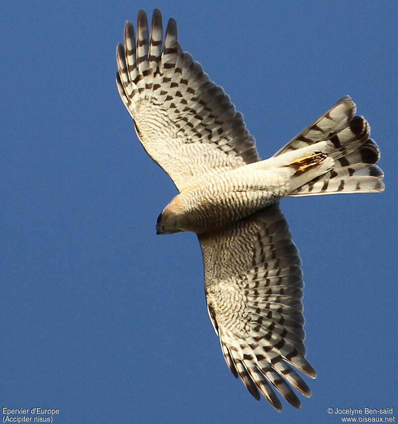 Eurasian Sparrowhawk