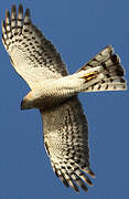 Eurasian Sparrowhawk