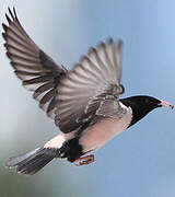 Rosy Starling