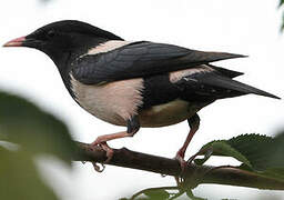 Rosy Starling