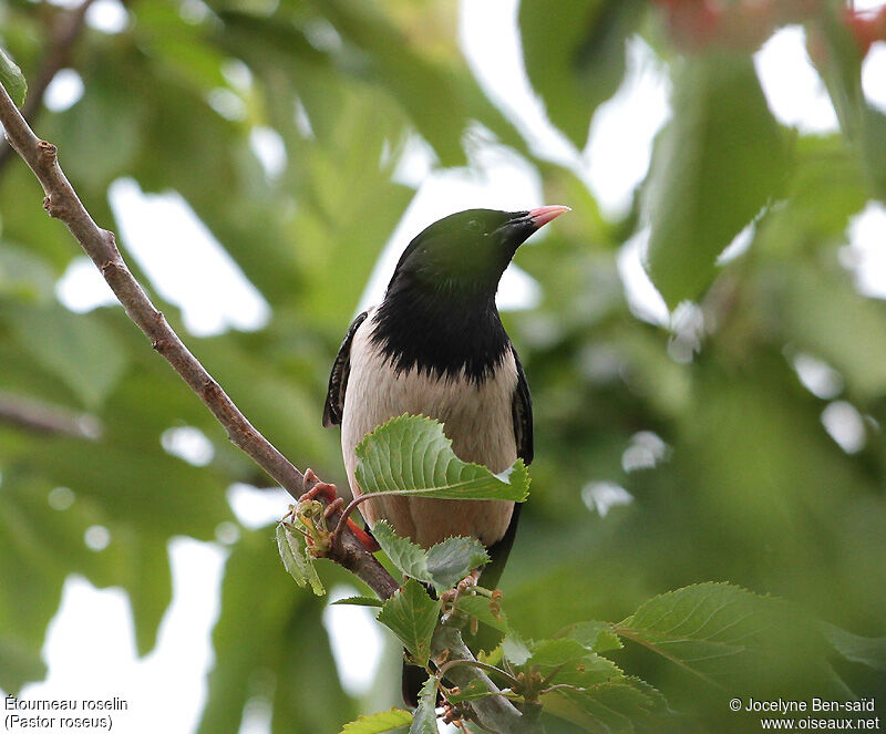 Rosy Starling