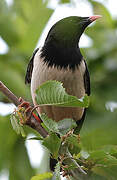 Rosy Starling