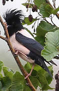 Rosy Starling