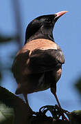 Rosy Starling