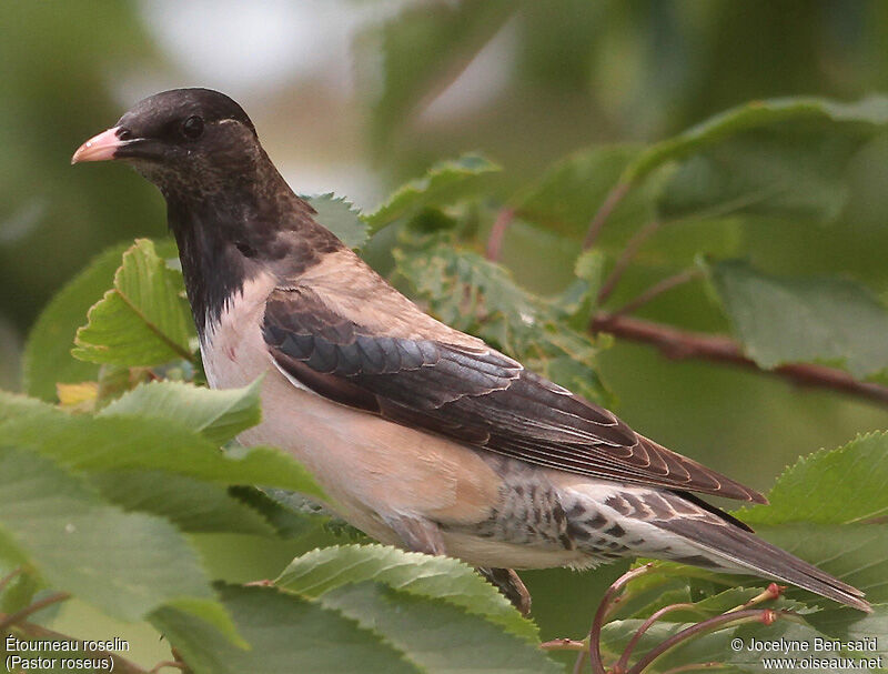 Rosy Starling