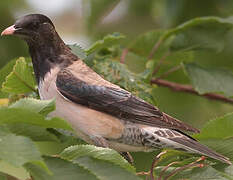 Rosy Starling