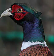 Common Pheasant