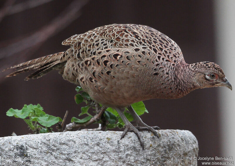 Common Pheasant female