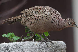 Common Pheasant