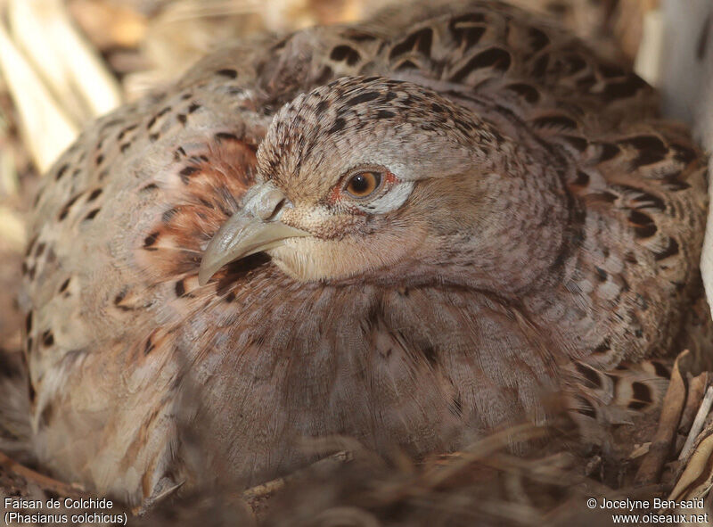 Common Pheasant female