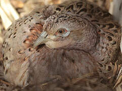 Common Pheasant