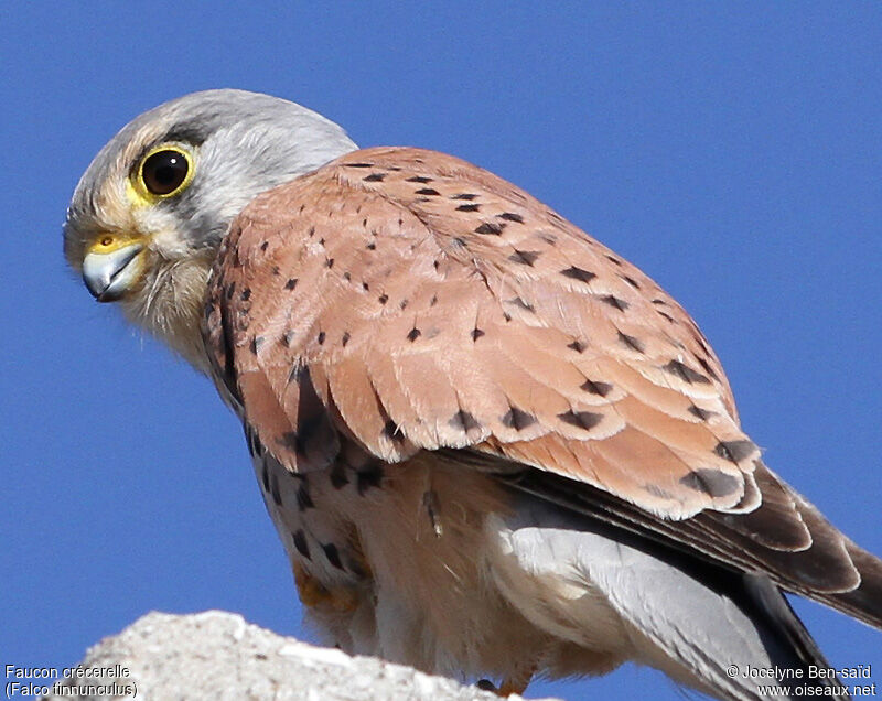 Common Kestrel