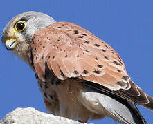 Common Kestrel