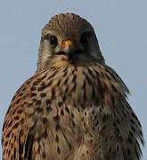 Common Kestrel