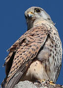 Common Kestrel