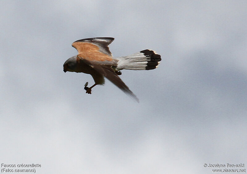 Lesser Kestrel male adult