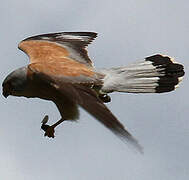 Lesser Kestrel