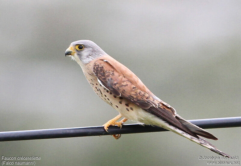 Lesser Kestrel male Second year