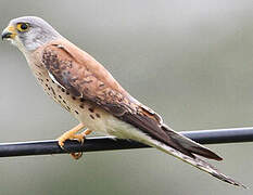 Lesser Kestrel