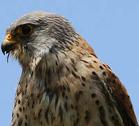 Lesser Kestrel