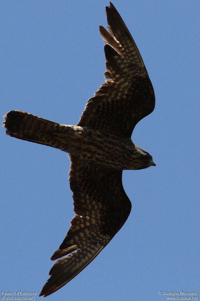 Faucon d'Éléonoreimmature