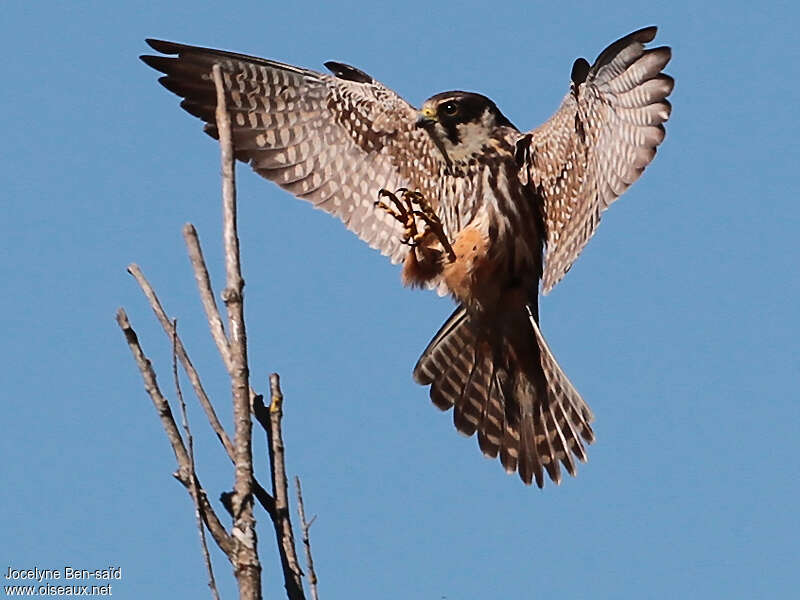 Eurasian Hobbyadult, aspect, pigmentation, Behaviour