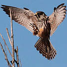 Eurasian Hobby