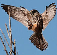 Eurasian Hobby