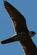 Eurasian Hobby