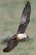 Red-footed Falcon