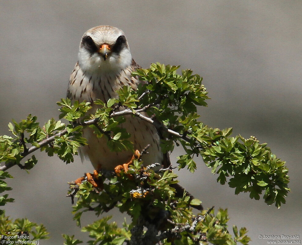 Red-footed Falcon female